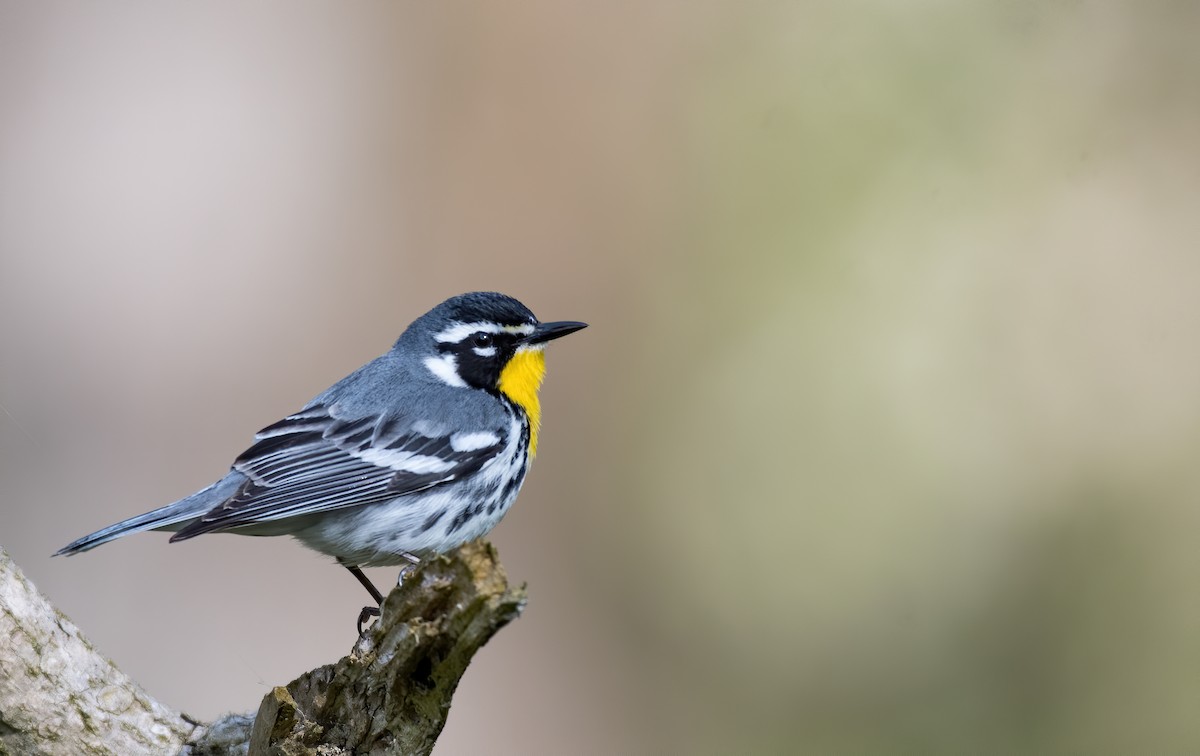 Yellow-throated Warbler - ML226274201