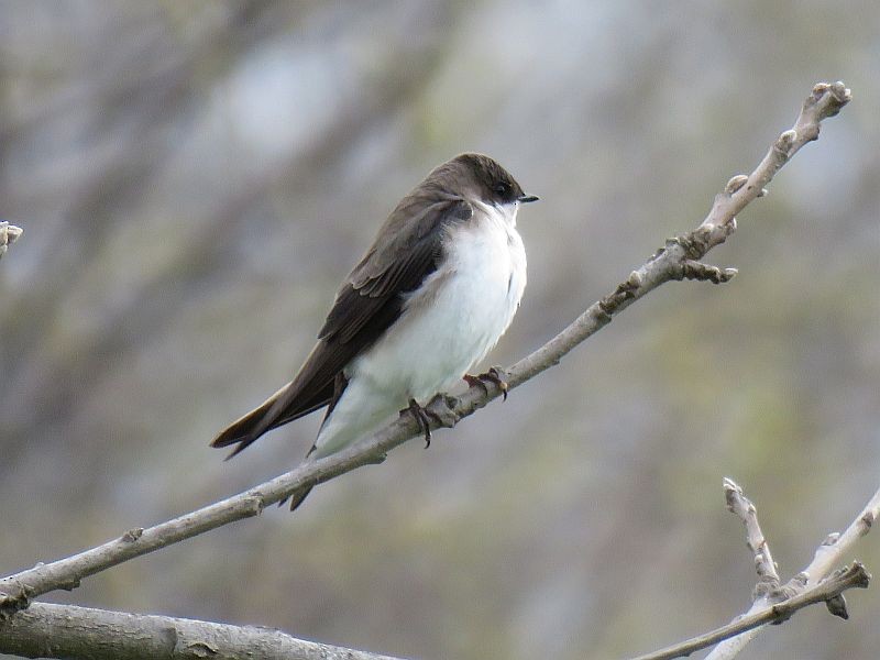 Tree Swallow - ML226274321