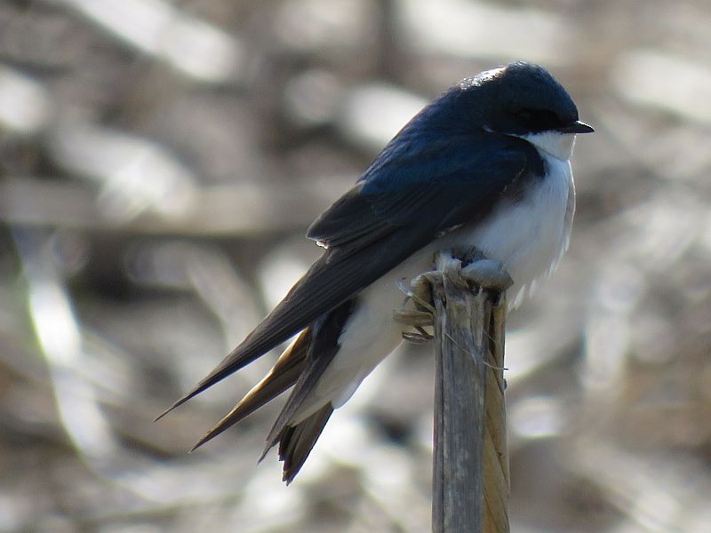 Tree Swallow - Tracy The Birder