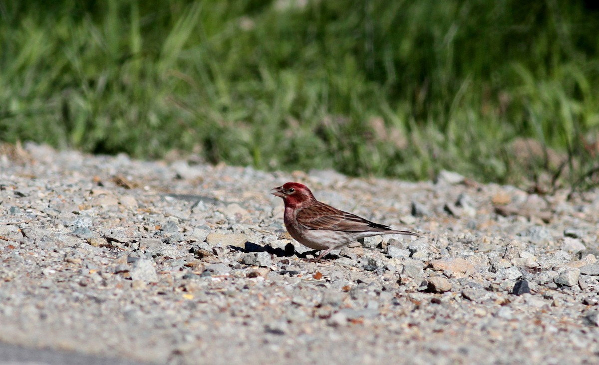 Cassin's Finch - ML22627551