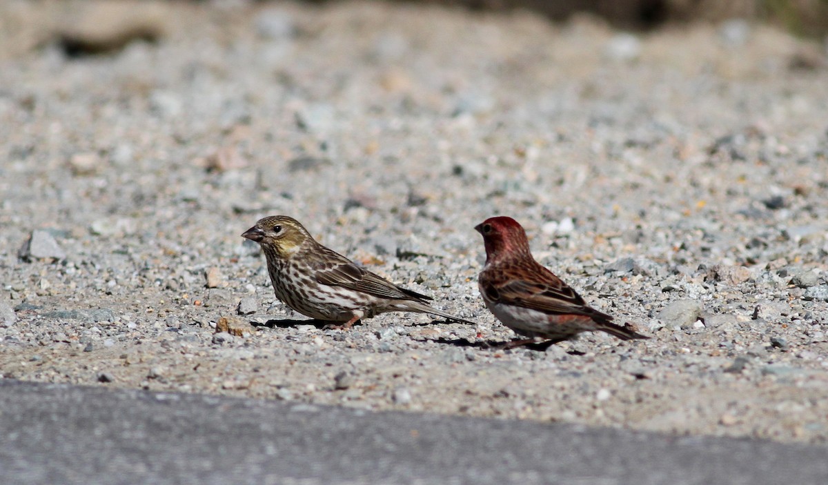 Cassin's Finch - ML22627571