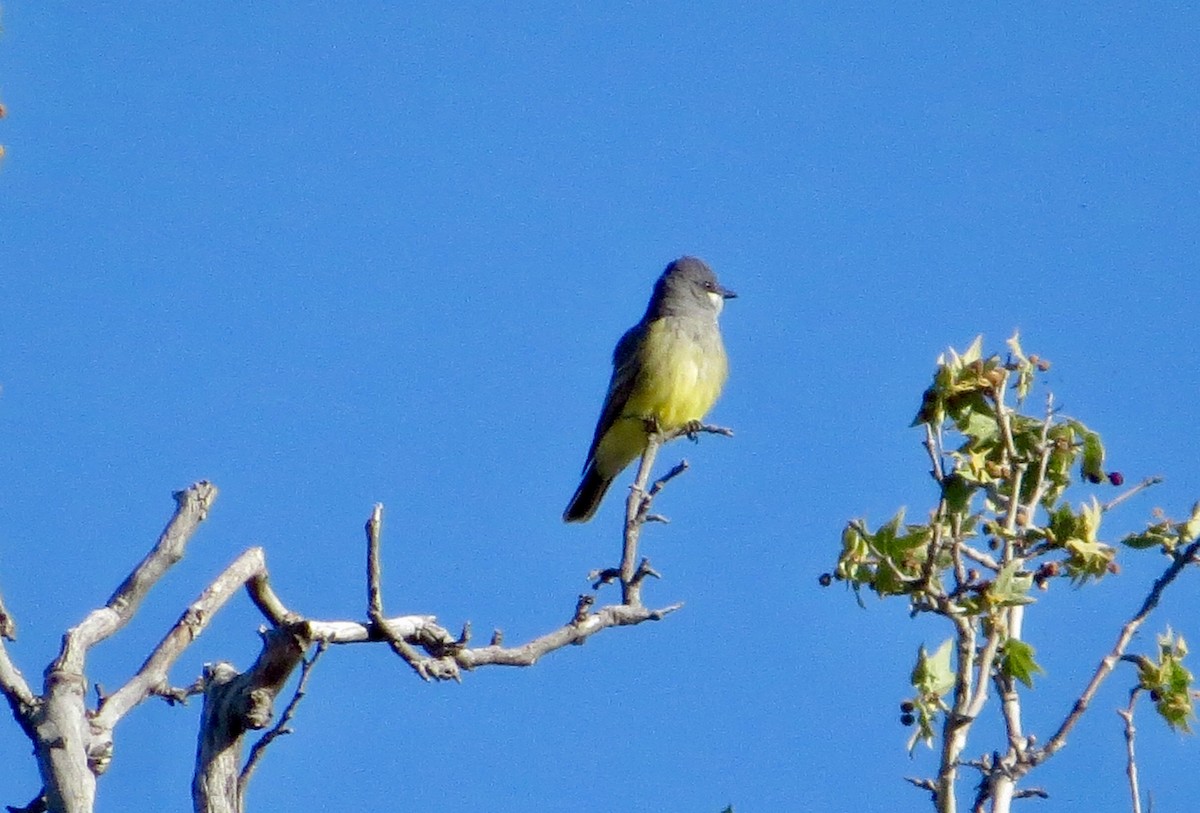 Cassin's Kingbird - ML226276041