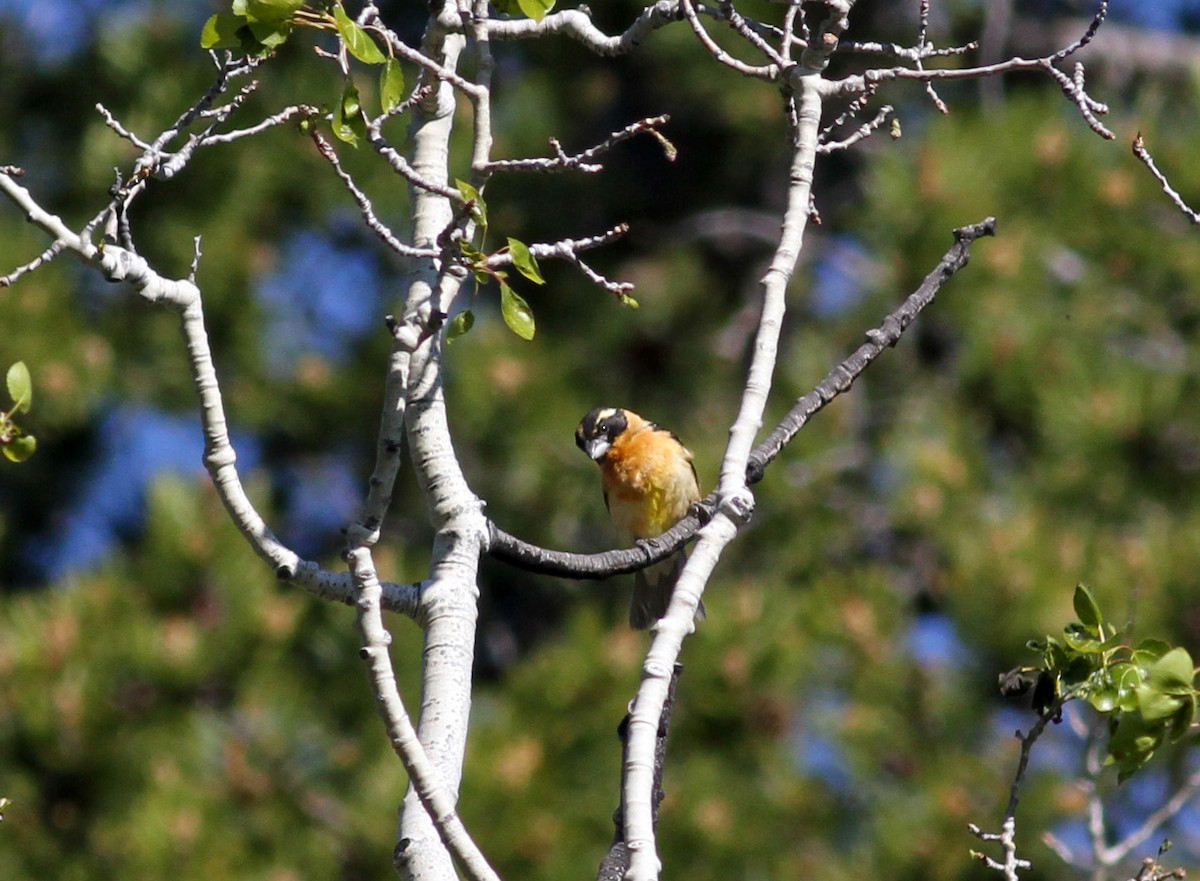 Black-headed Grosbeak - ML22627611