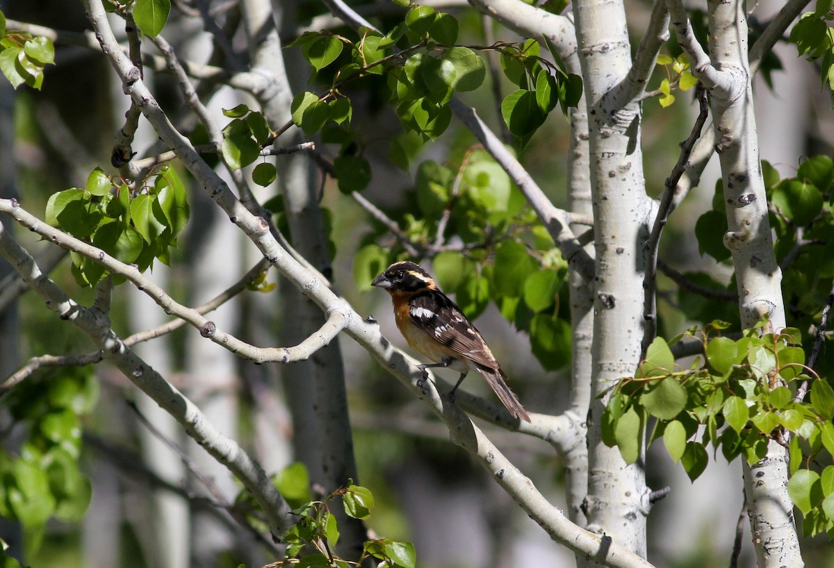 Black-headed Grosbeak - ML22627631