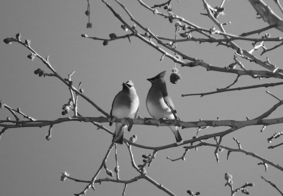 Cedar Waxwing - ML226276371