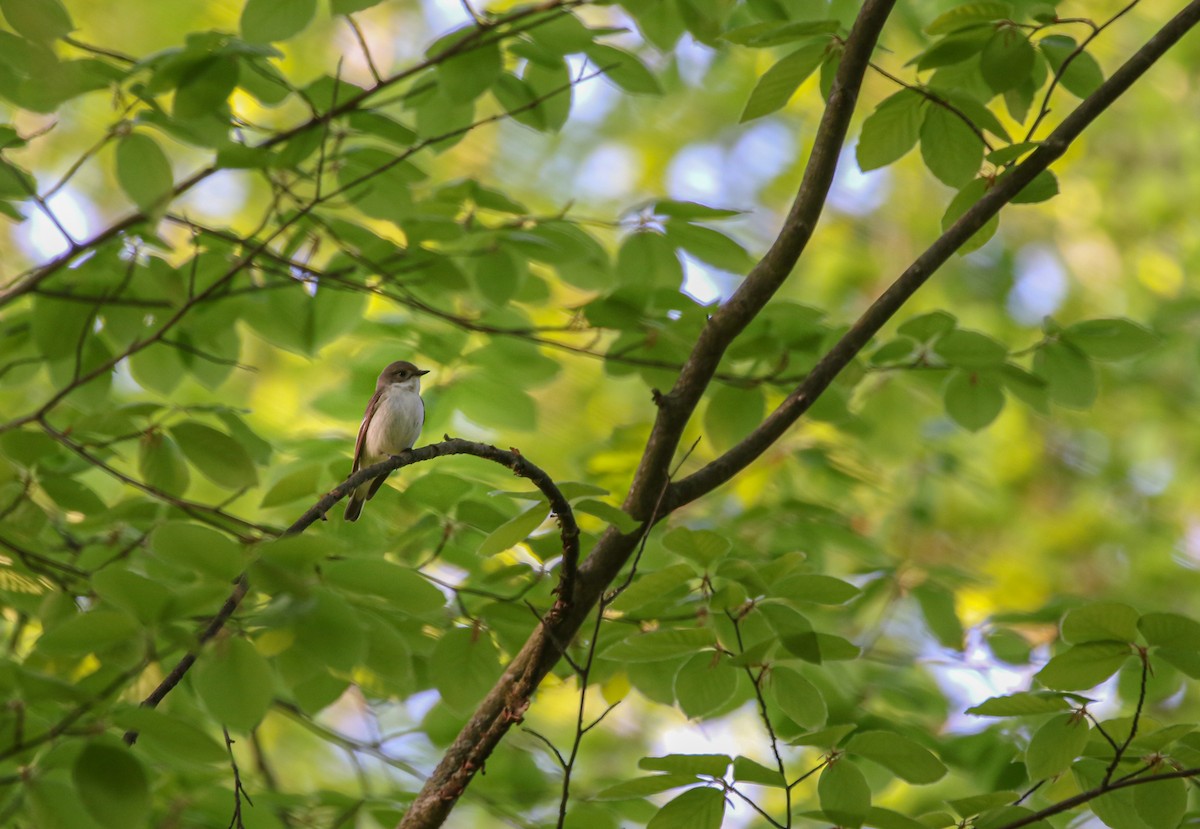 European Pied Flycatcher - ML226276471