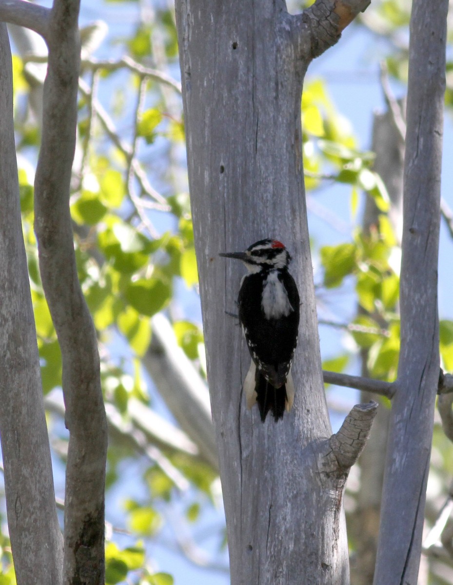 Hairy Woodpecker - ML22627651