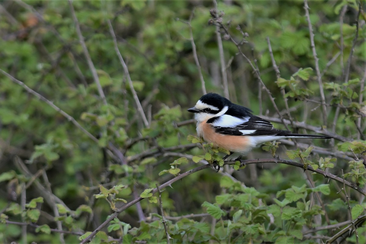 Masked Shrike - Haldun Savaş