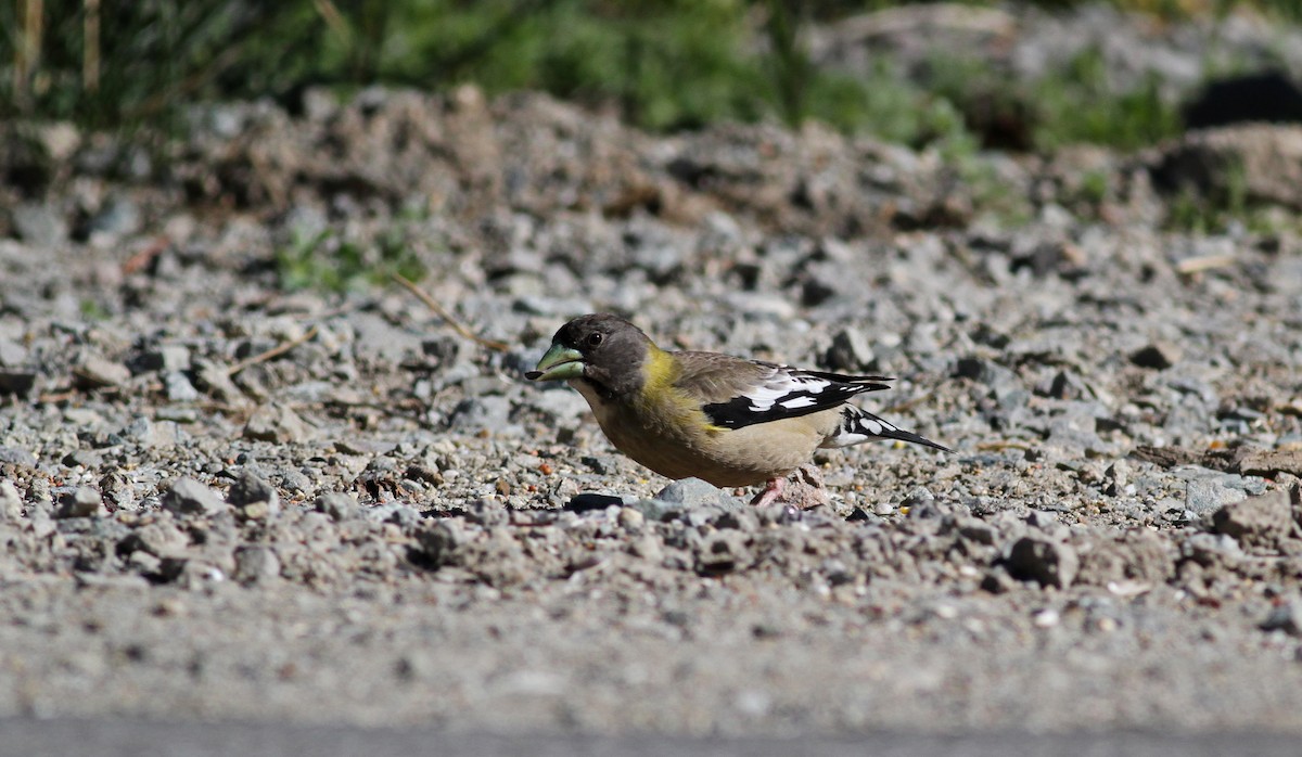 Evening Grosbeak - ML22627721