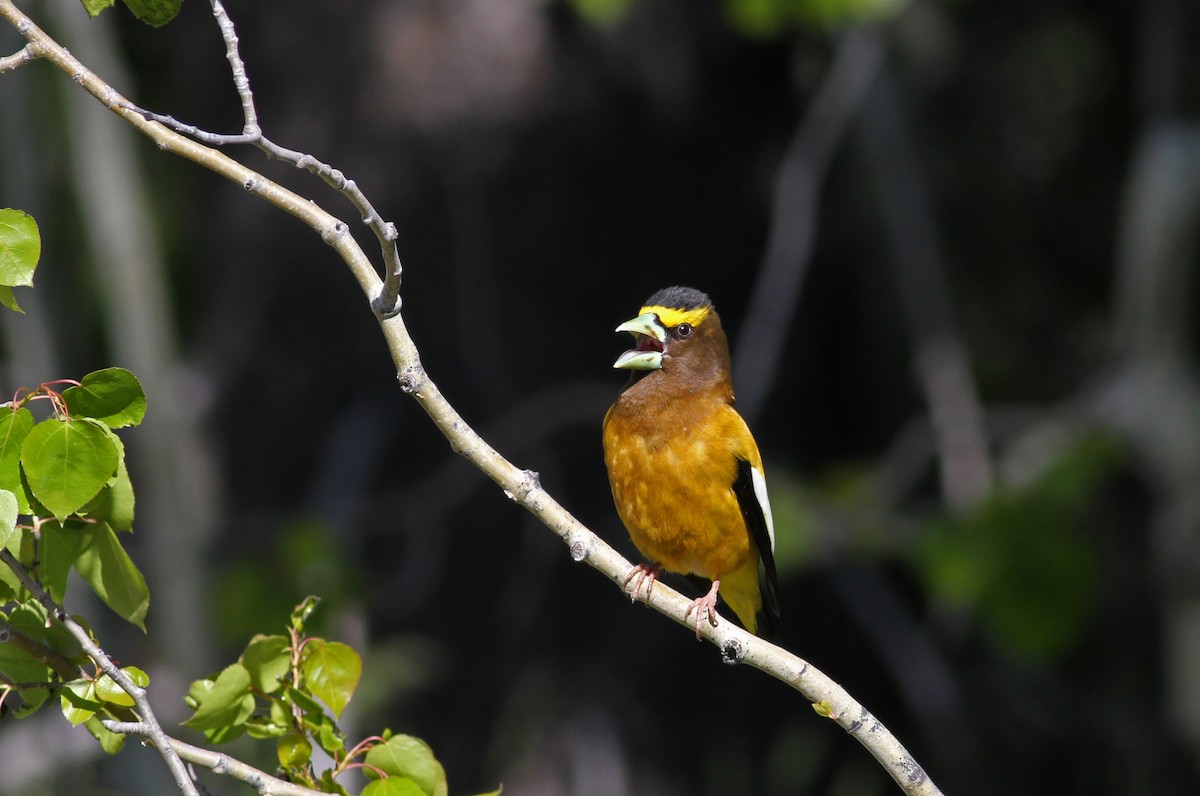 Evening Grosbeak - Jay McGowan