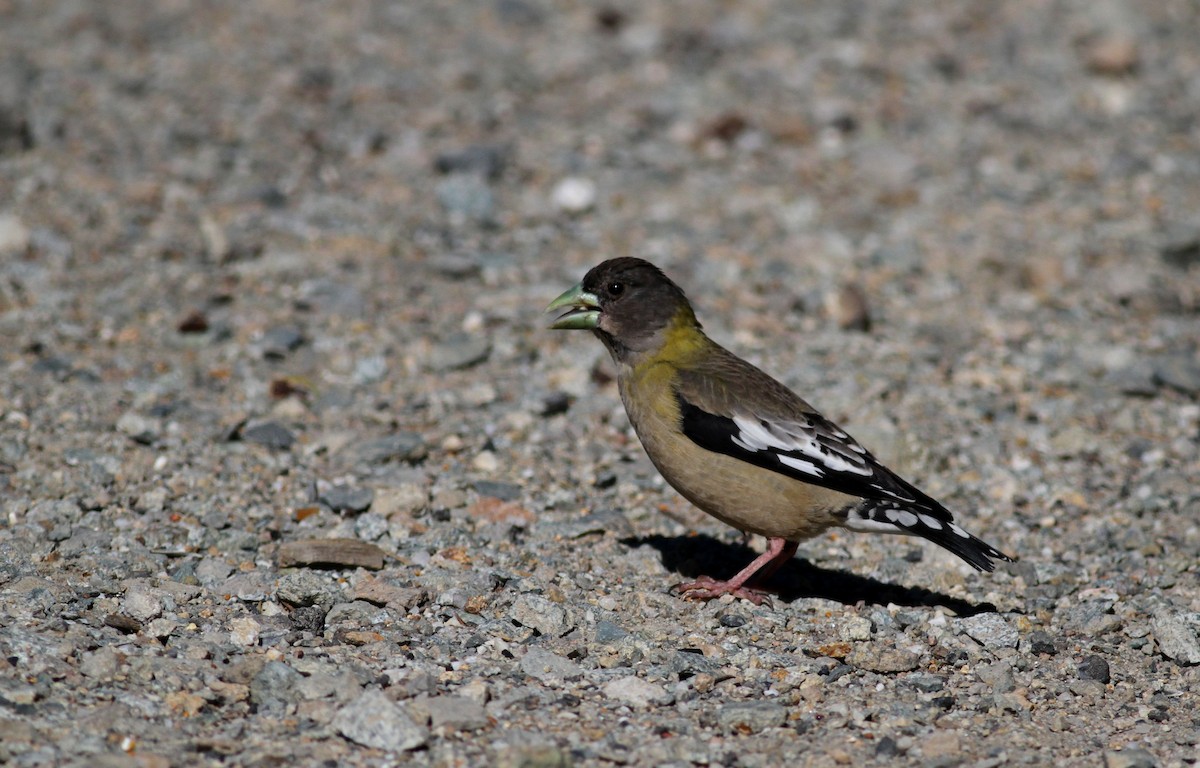 Evening Grosbeak - ML22627771