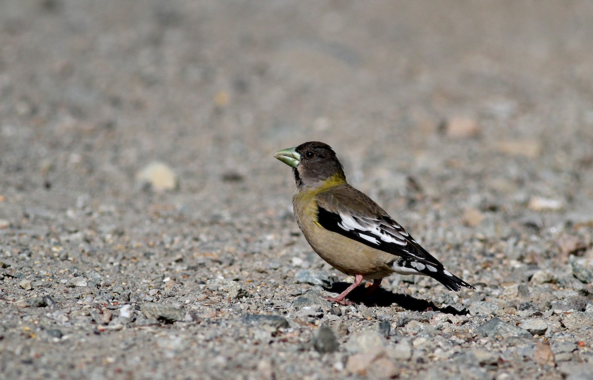 Evening Grosbeak - ML22627791