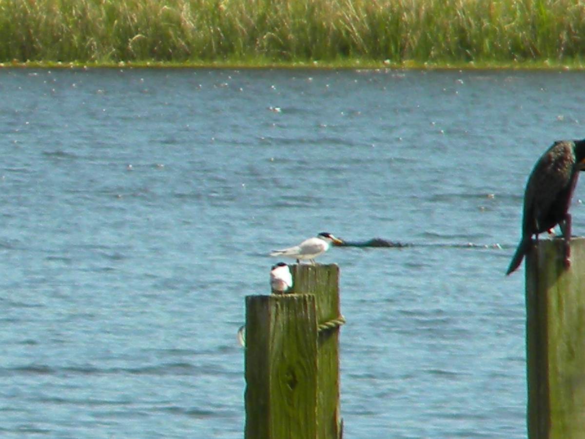 Least Tern - Rebecca Jordan