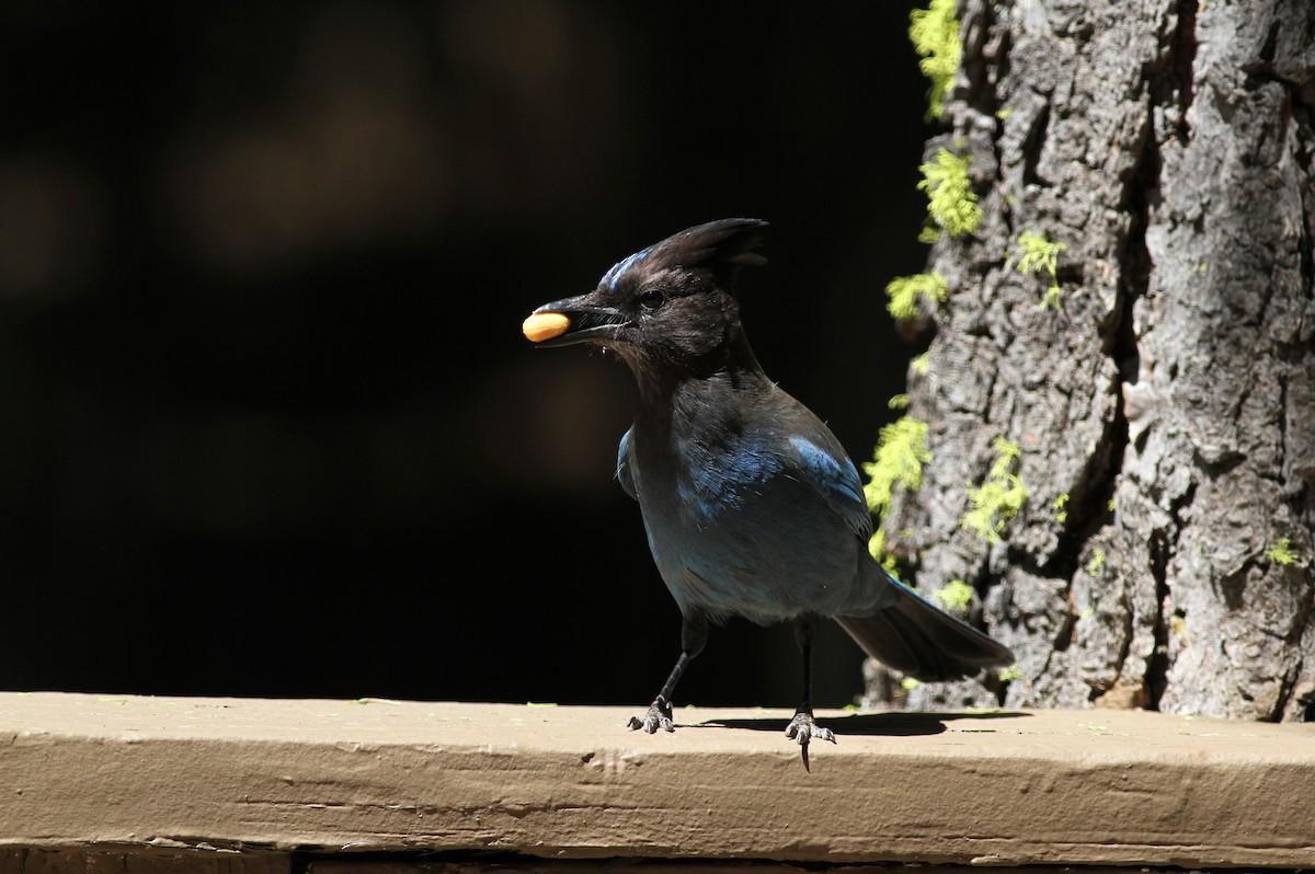 Steller's Jay - ML22628061