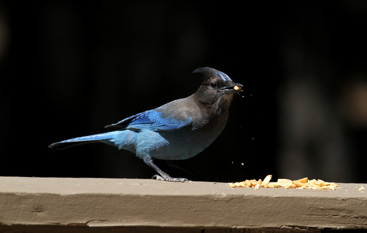 Steller's Jay - ML22628071