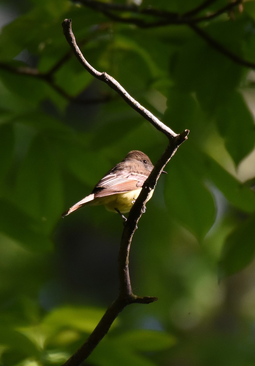 Great Crested Flycatcher - ML226284001
