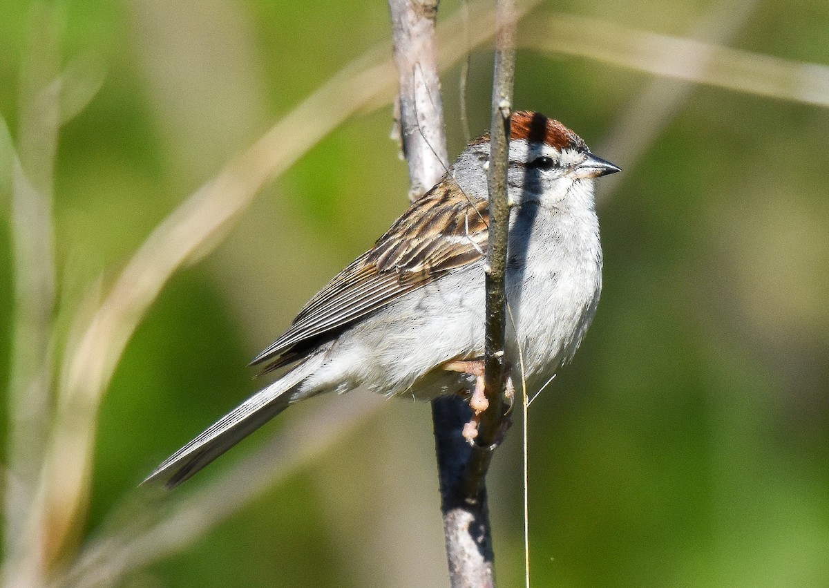 Chipping Sparrow - ML226284101