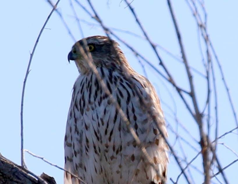 Cooper's Hawk - ML226284321