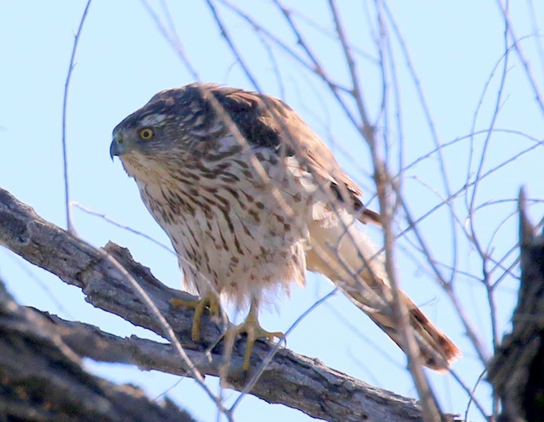 Cooper's Hawk - ML226284521