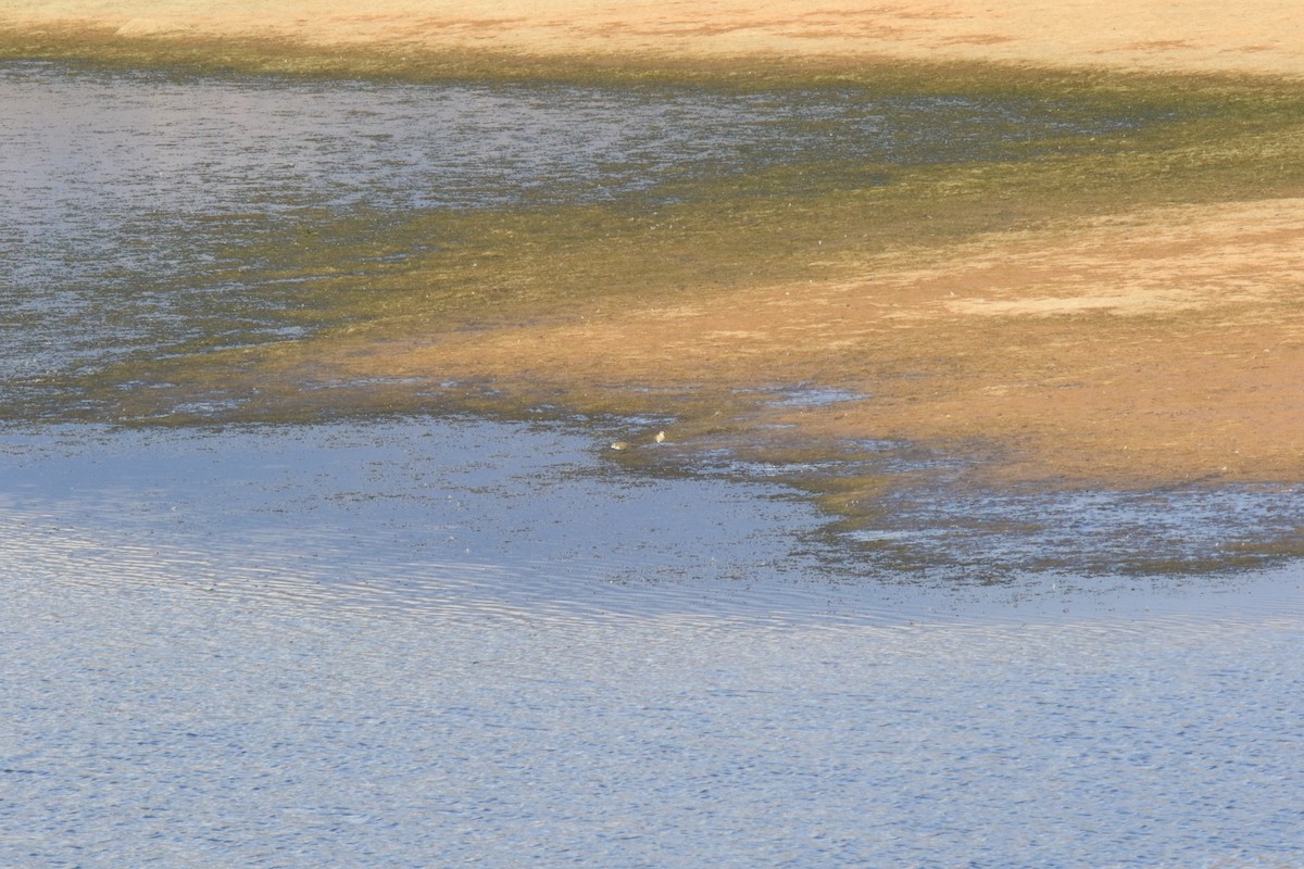 Semipalmated Sandpiper - William Legge