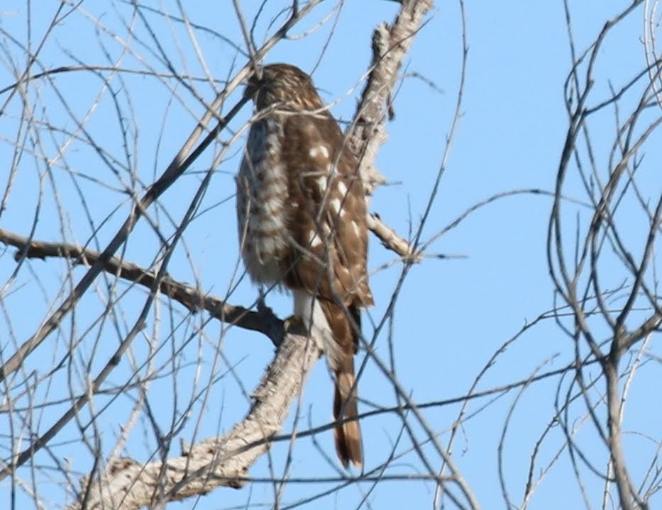 Cooper's Hawk - ML226284671