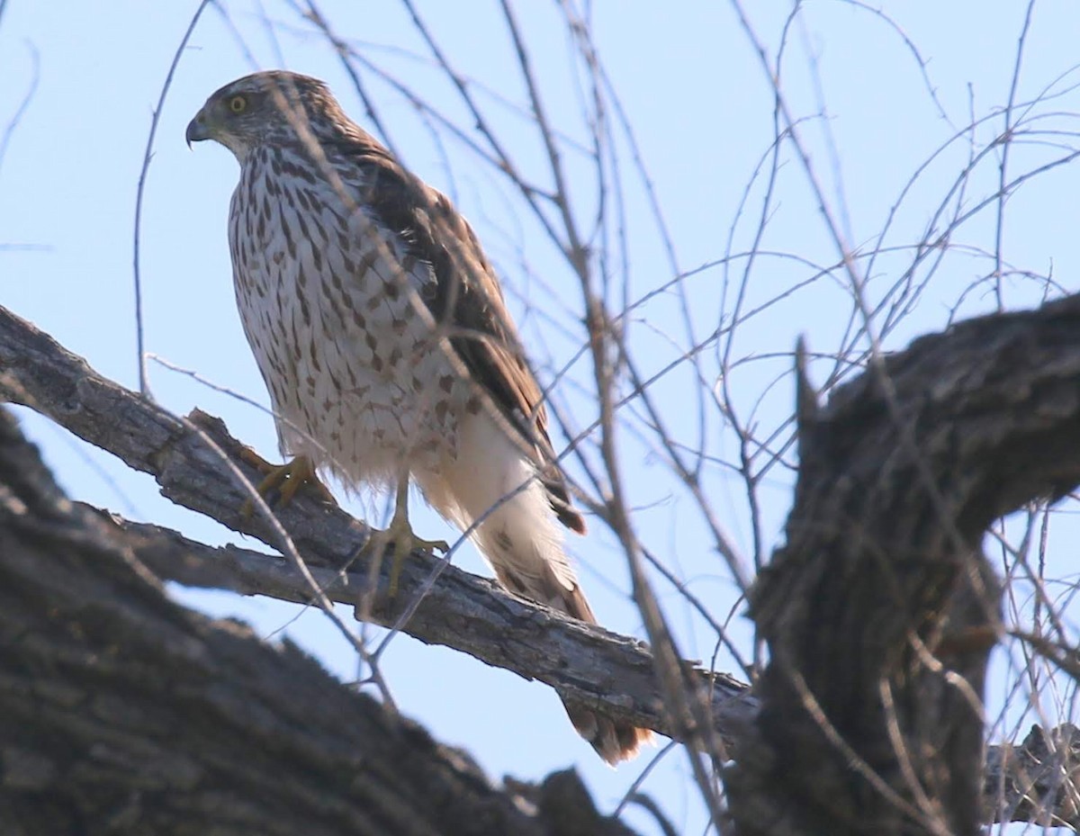 Cooper's Hawk - ML226284851