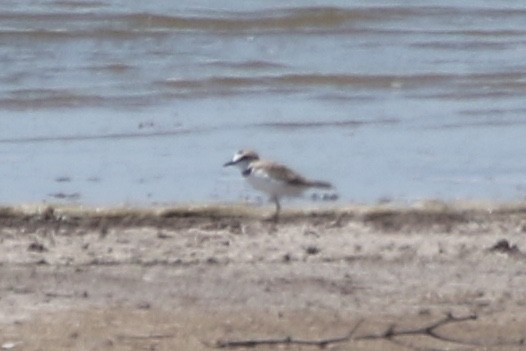 Collared Plover - ML226284901
