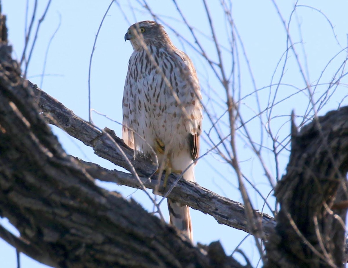 Cooper's Hawk - ML226284921