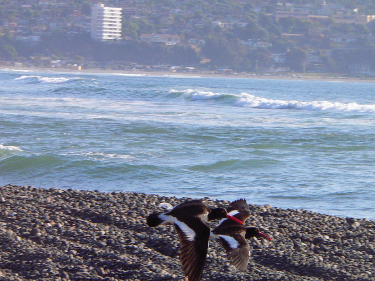 American Oystercatcher - ML226285831