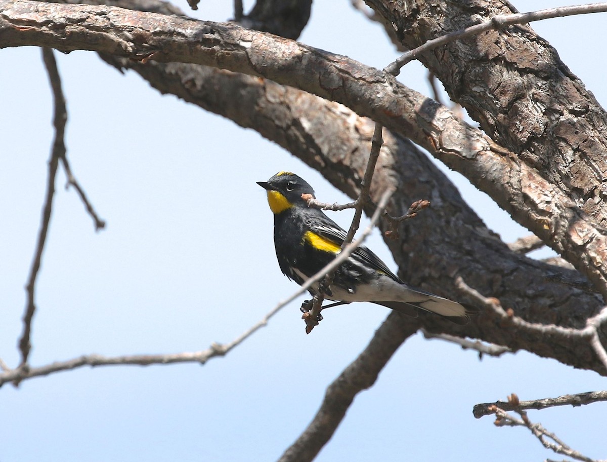 Yellow-rumped Warbler (Audubon's) - ML226286451