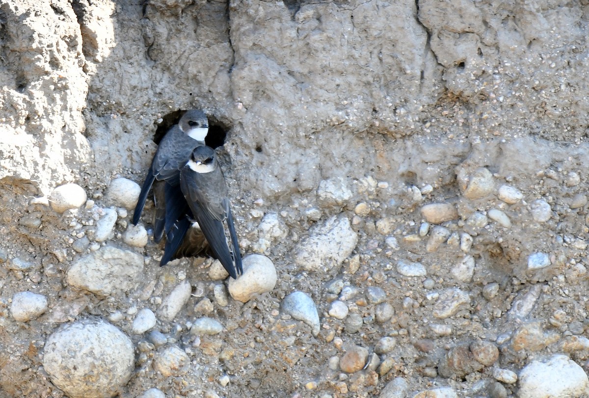 Bank Swallow - Charles Hundertmark