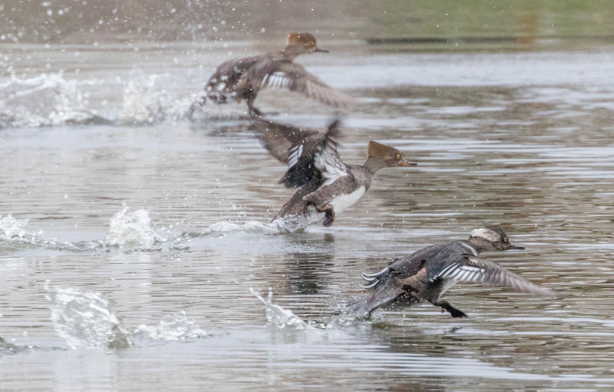 Hooded Merganser - ML226288741