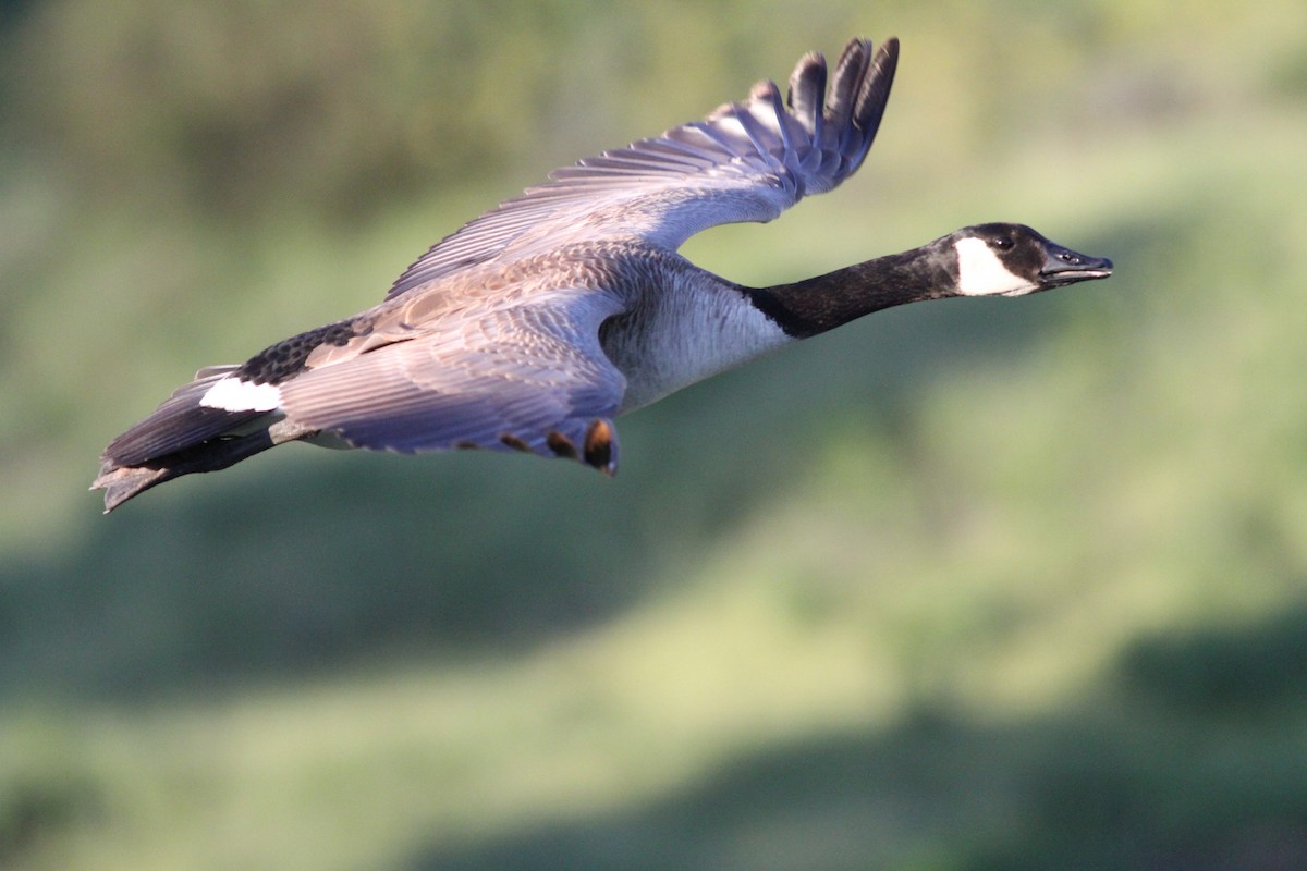 Canada Goose - ML226289721