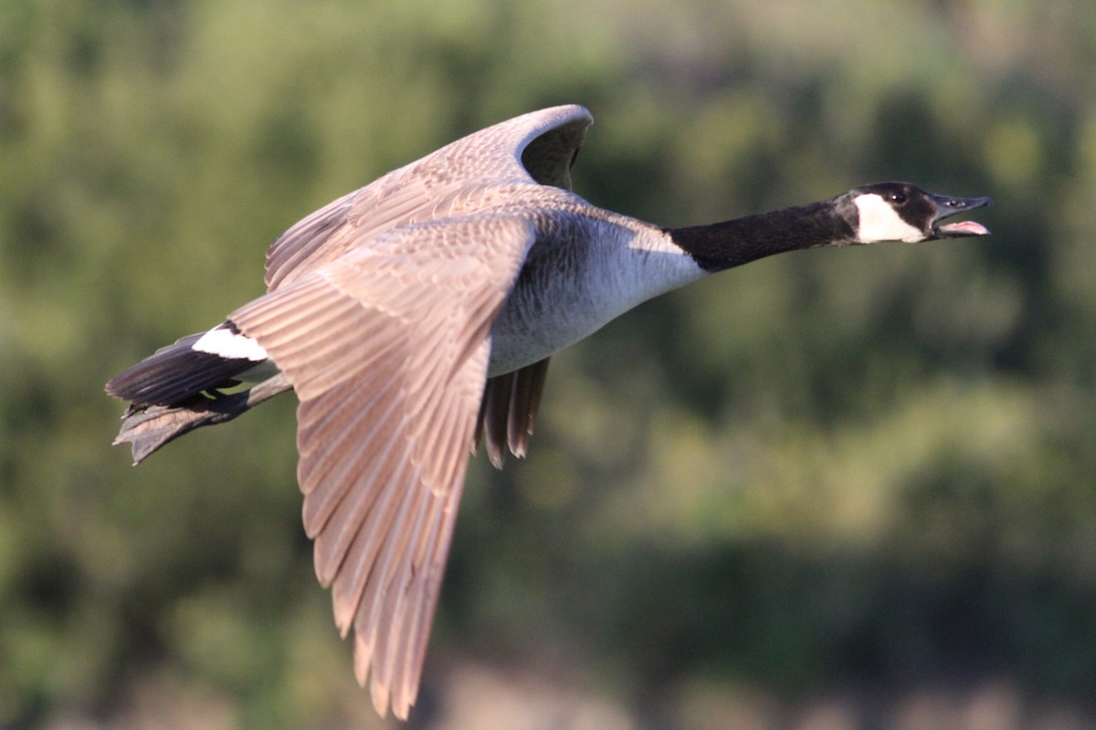 Canada Goose - ML226289731