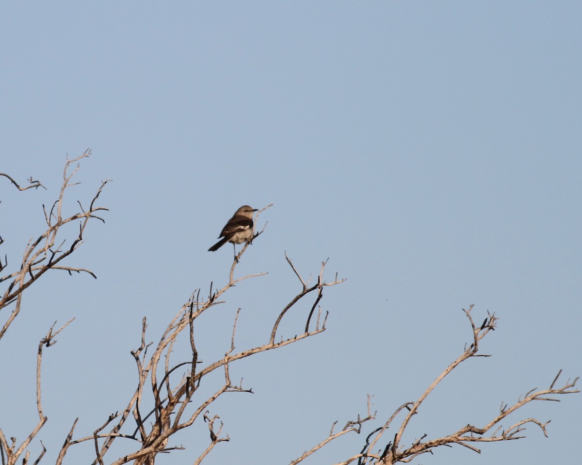 Northern Mockingbird - ML226290101