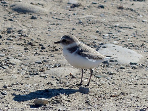 Snowy Plover - ML22629081