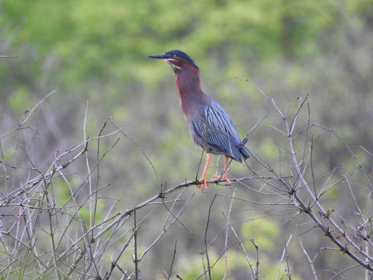 Green Heron - David Hilgeman