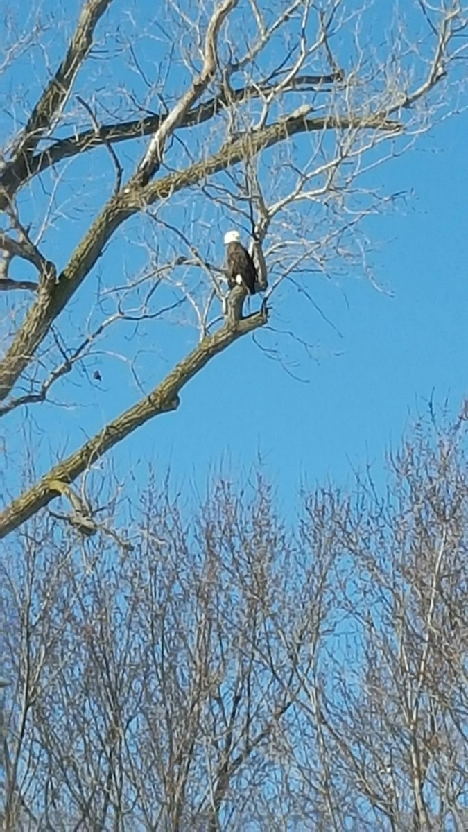 Bald Eagle - Jo Ann Mendenhall