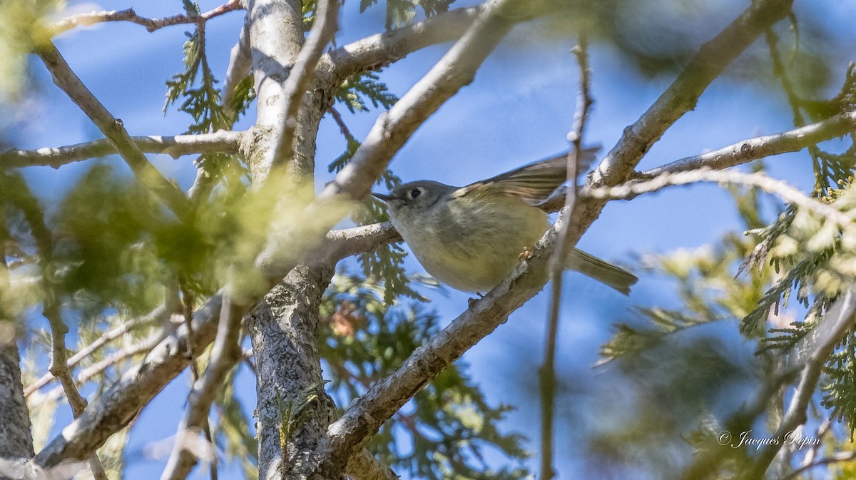 Ruby-crowned Kinglet - Jacques  Pepin
