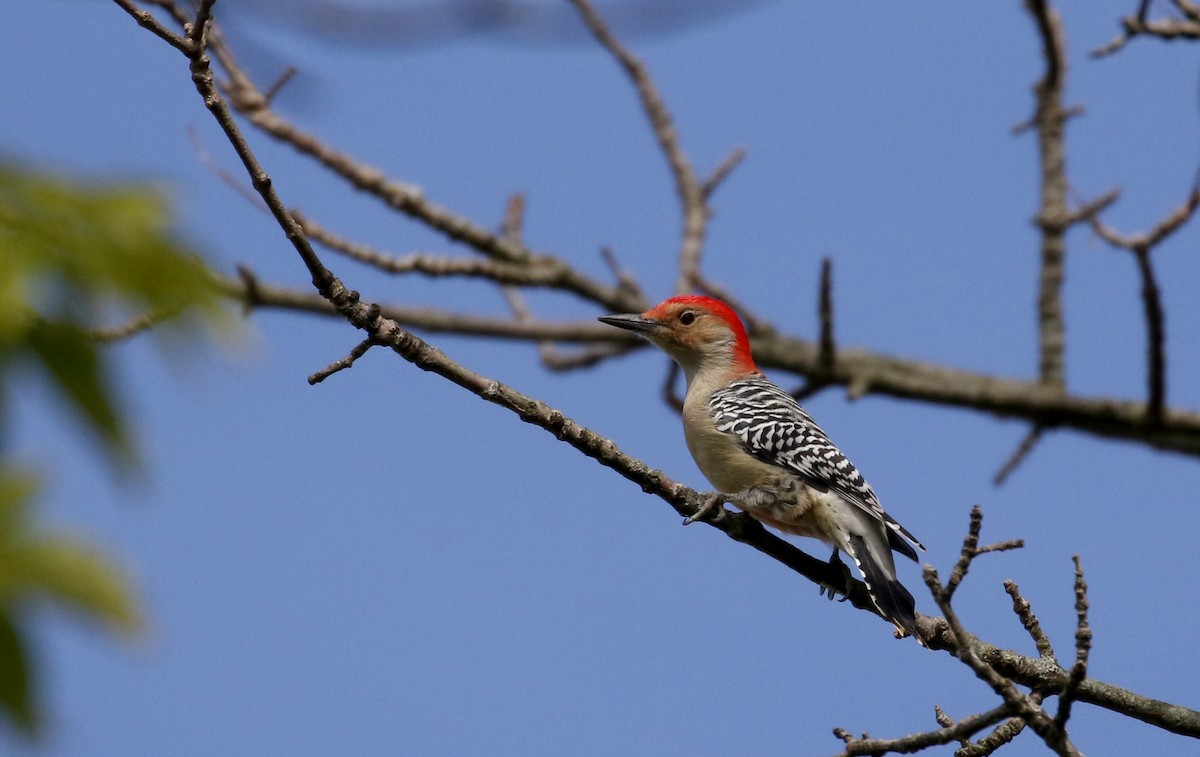 Red-bellied Woodpecker - ML226297371