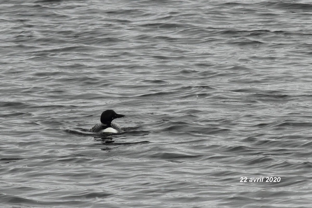 Common Loon - ML226299241
