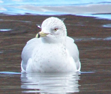 Ring-billed Gull - ML22630161