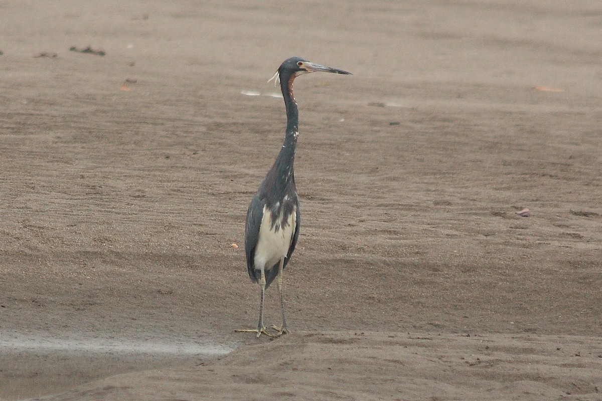 Tricolored Heron - Manfred Bienert