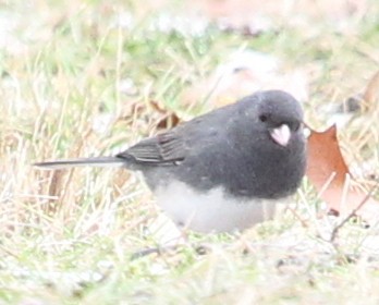 Junco ardoisé - ML22630411