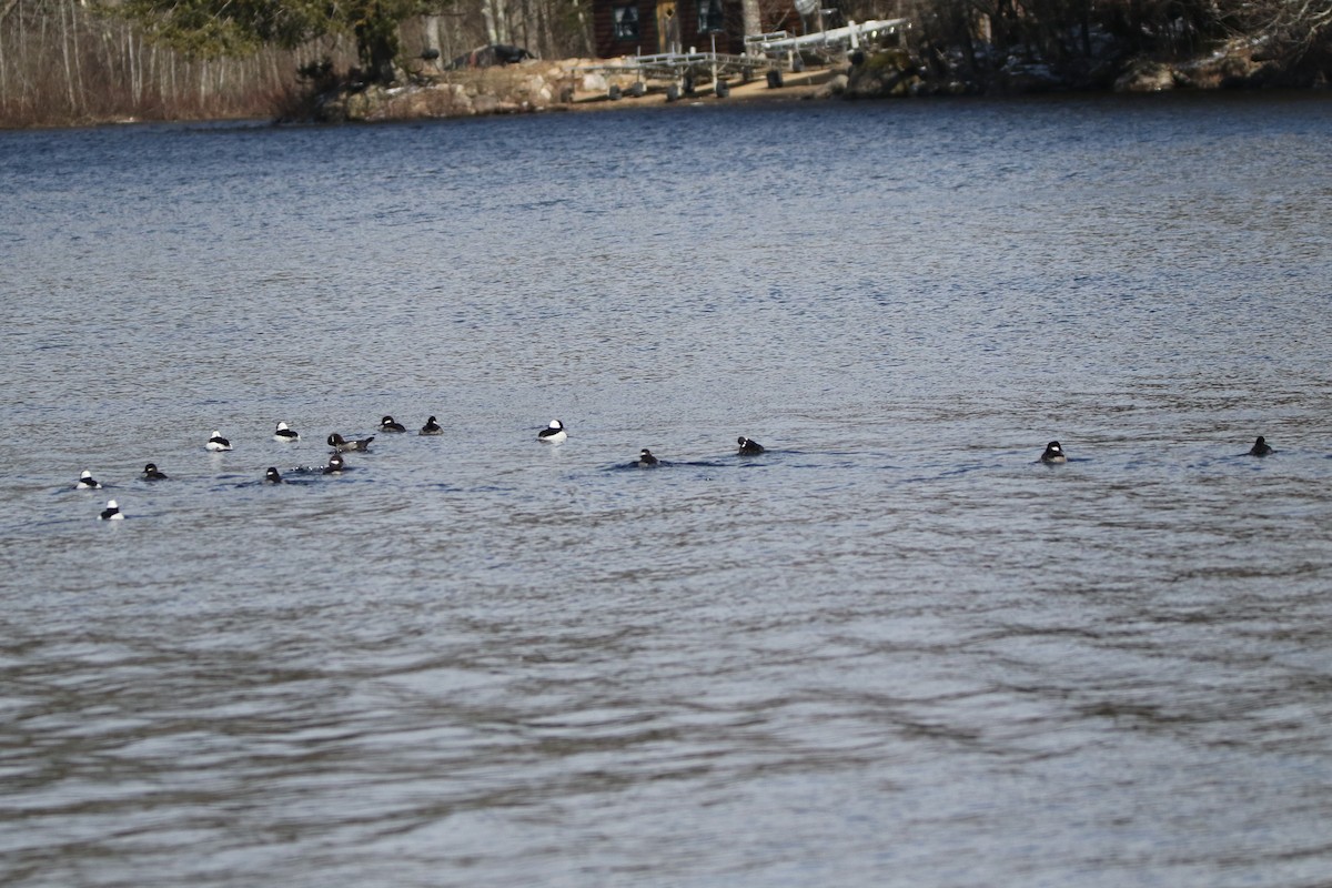 Bufflehead - Jim de Waal Malefyt