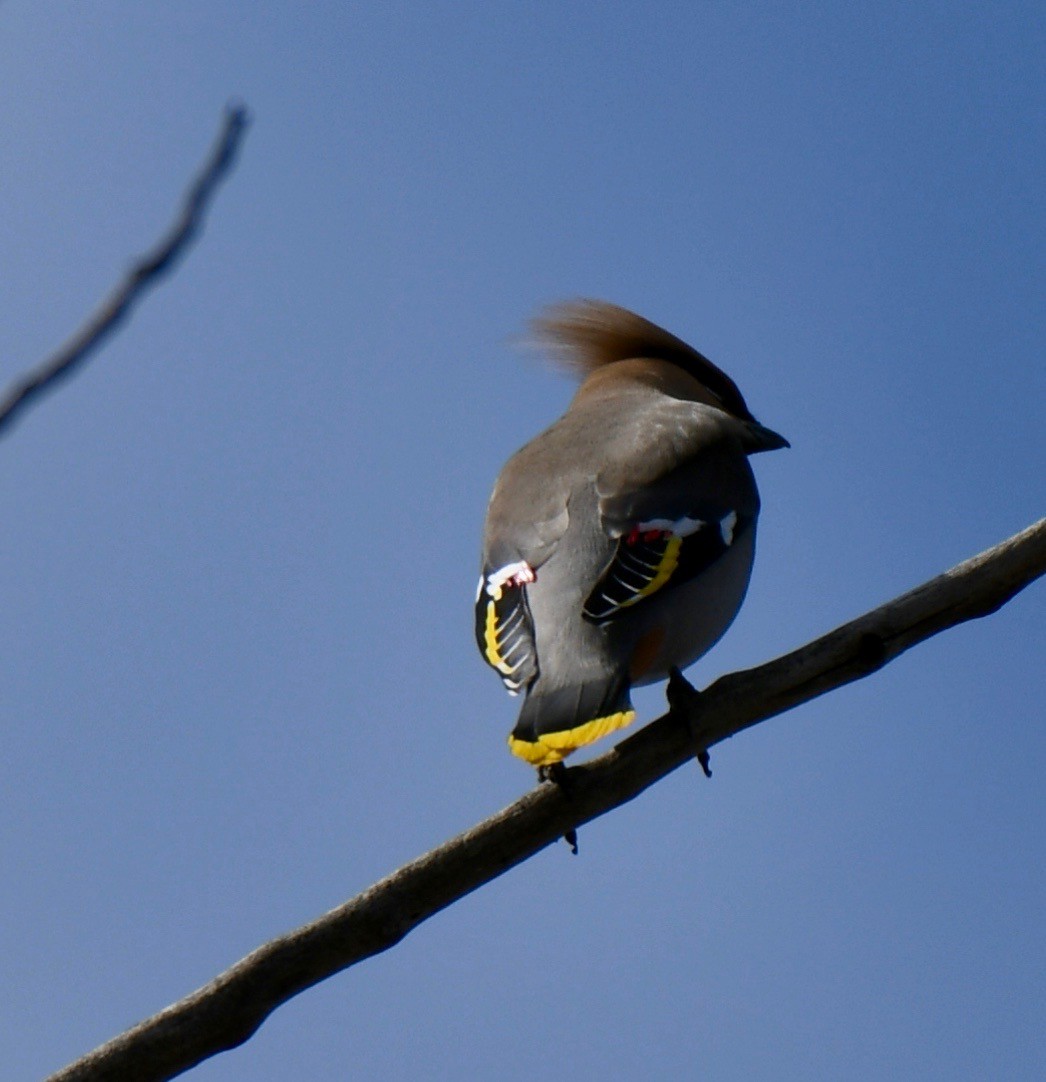 Bohemian Waxwing - ML226306151