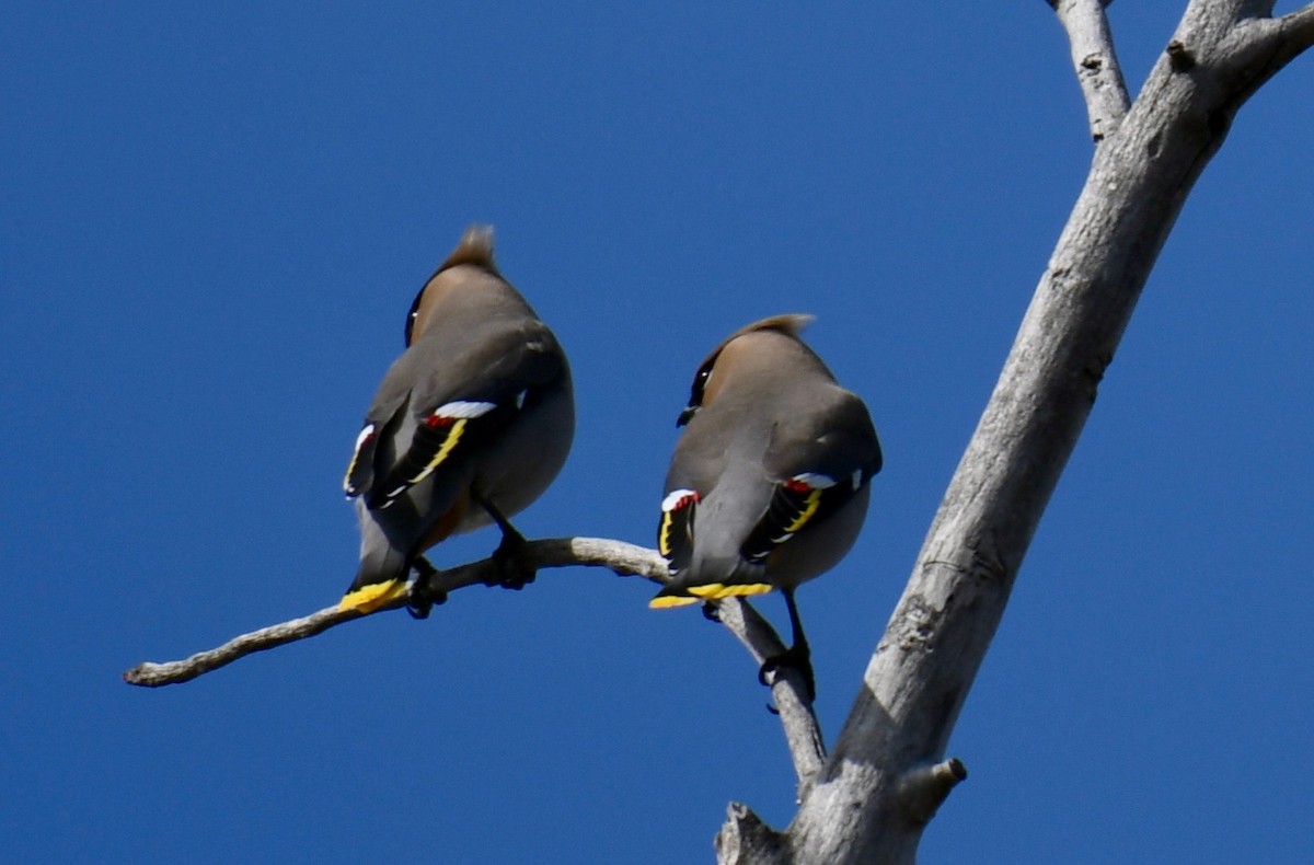 Bohemian Waxwing - ML226306221