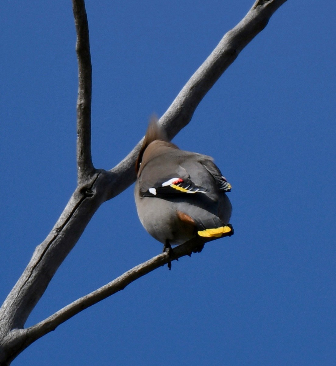 Bohemian Waxwing - ML226306281