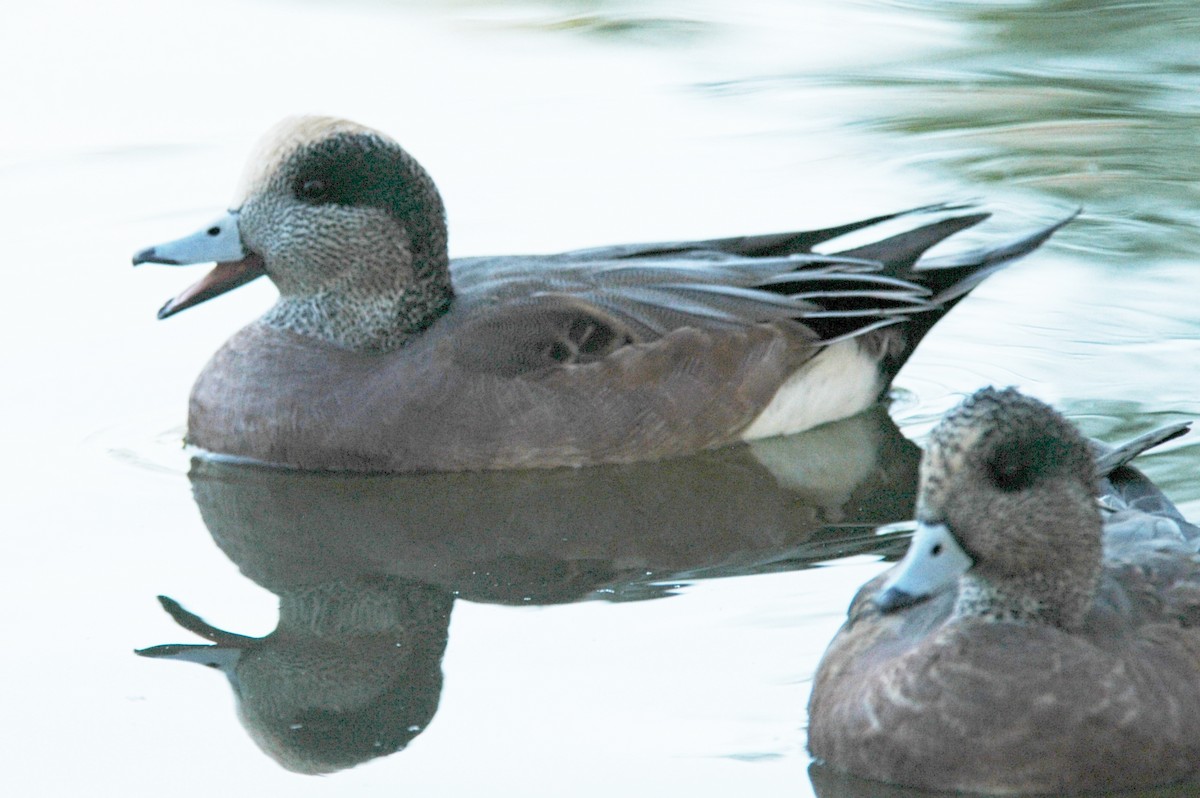 American Wigeon - ML226306541