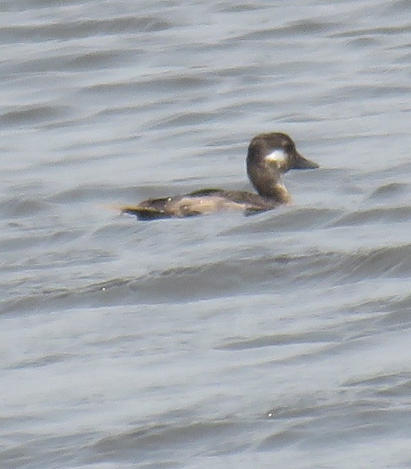 Bufflehead - ML226307341